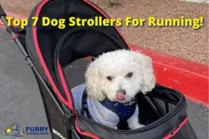 Best Dog Strollers For Running