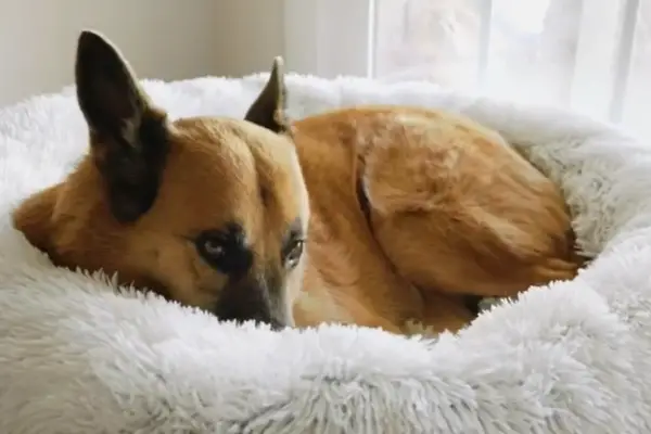 Best Friends by Sheri The Original Calming Donut Cat and Dog Bed in Shag Fur