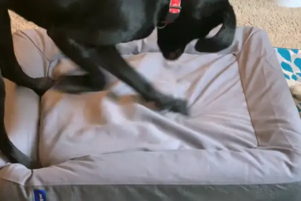 Casper Dog Bed, Plush Memory Foam Dog Bed