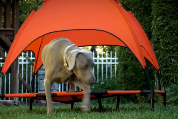 Floppy Dawg Just Chillin' Elevated Dog Bed