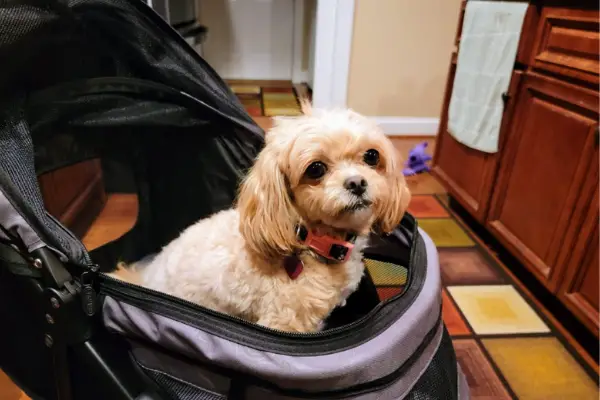 Gen7 Regal Plus Pet Stroller