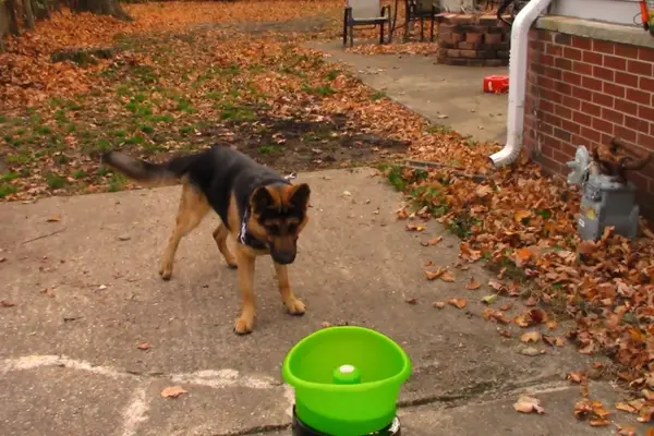 GoDogGo Fetch Machine Dog Ball Launcher