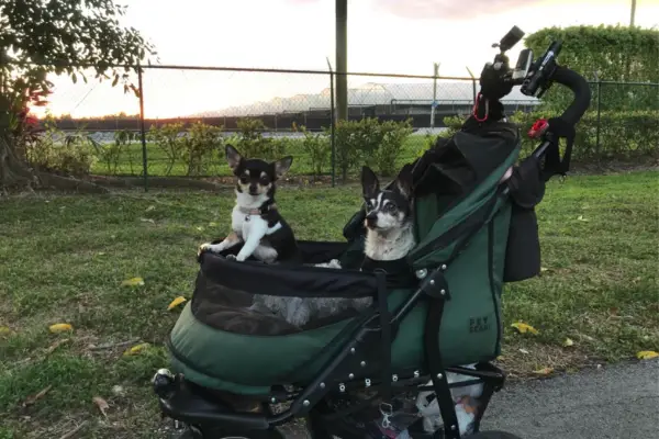 Pet Gear No-Zip Jogger Pet Stroller