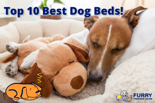 Top 10 Best Dog Beds, Our Complete Analysis
