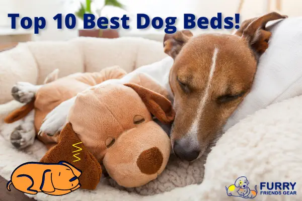 best dog beds