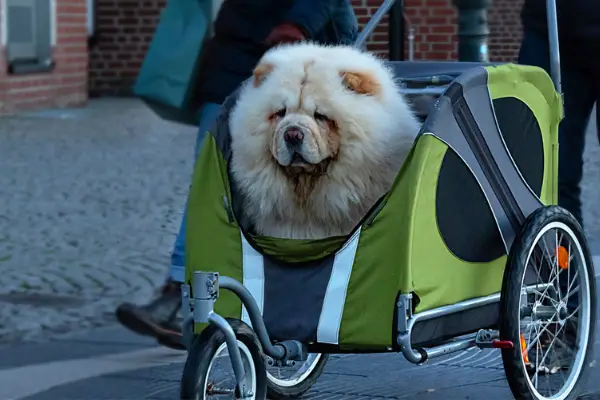 big fluffy white dog sitting in green stroller