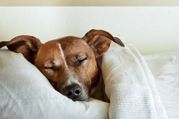 cozy dog sleeping with blanket