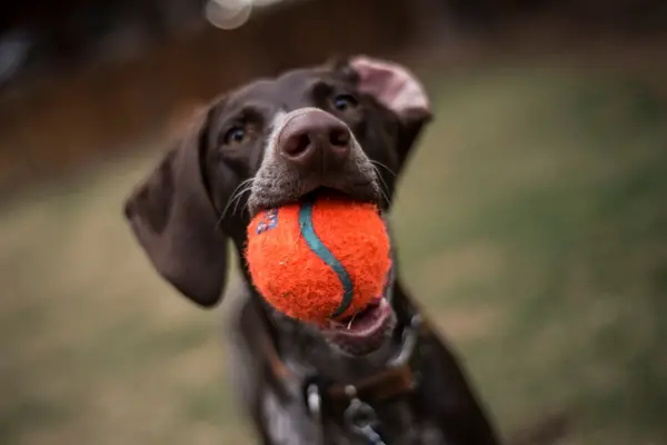 best dog ball launcher