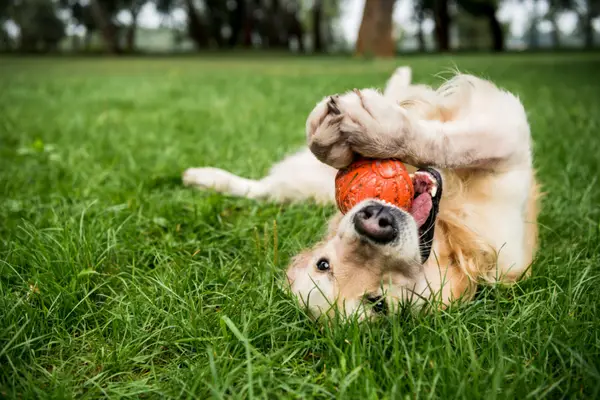 golden retriever playing with ball and rolling in grass