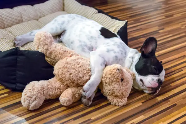 puppy sleeping with teddy bear