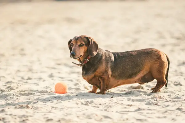 small chubby dog playing with ball on the beach