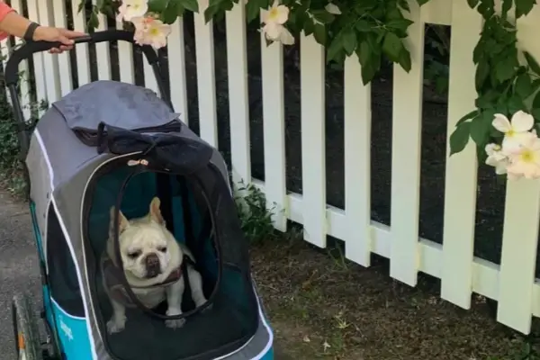 smaller white dog sitting in blue and gray stroller near flowers and white fence