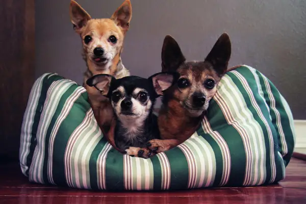 three dogs in green striped dog bed together
