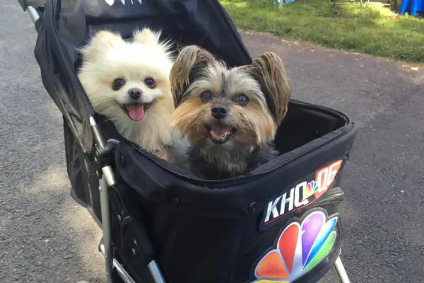 two small dogs sitting in the same black stroller