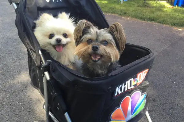 two small dogs sitting in the same black stroller two small dogs sitting in the same black stroller