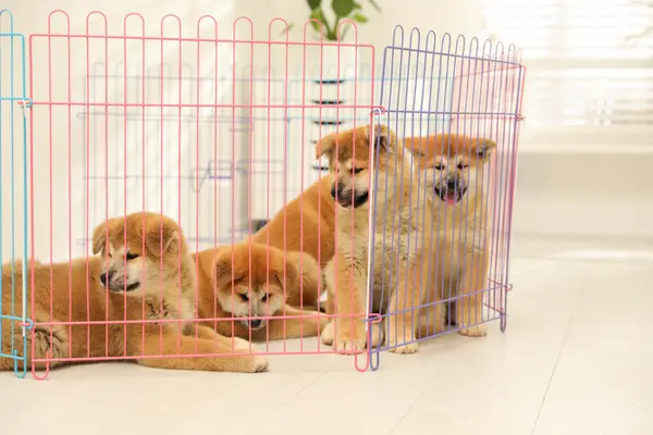 5 puppies in a playpen