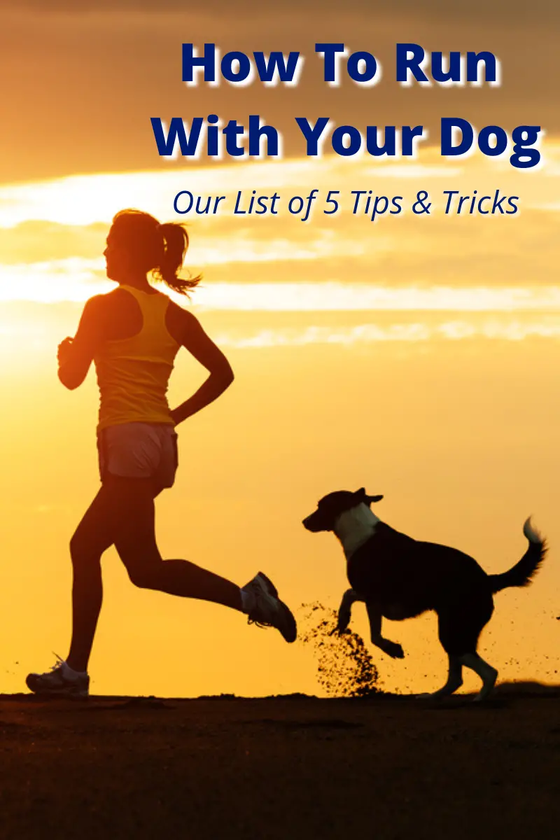 How To Run With Your Dog PIN