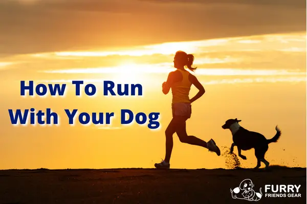 How To Run With Your Dog: Our 5 Tips & Tricks