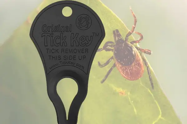 Original Tick Key for Tick Removal 3 Pack