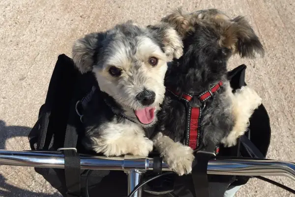 Snoozer Buddy Bike Basket