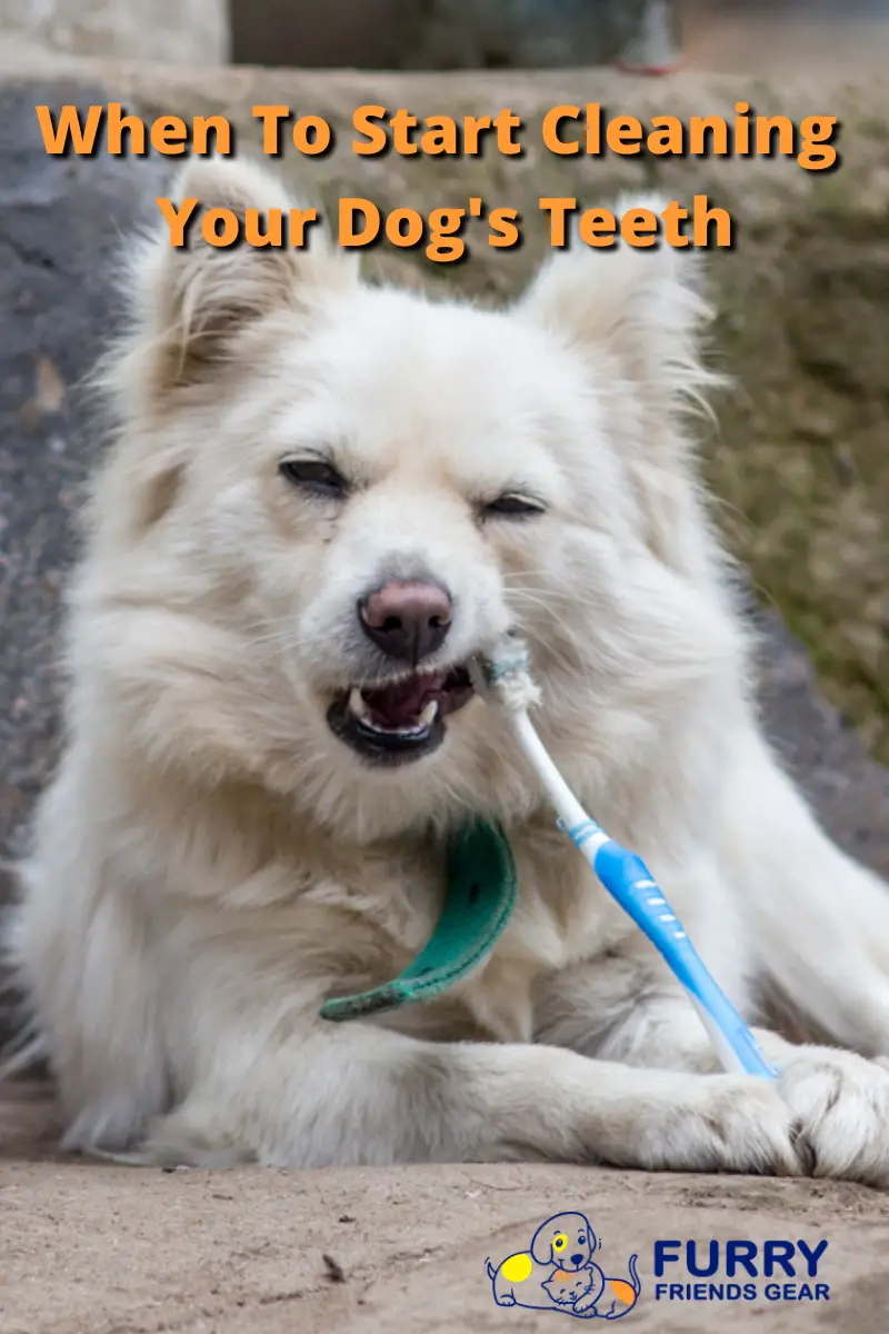 When To Start Cleaning Your Dog's Teeth PIN