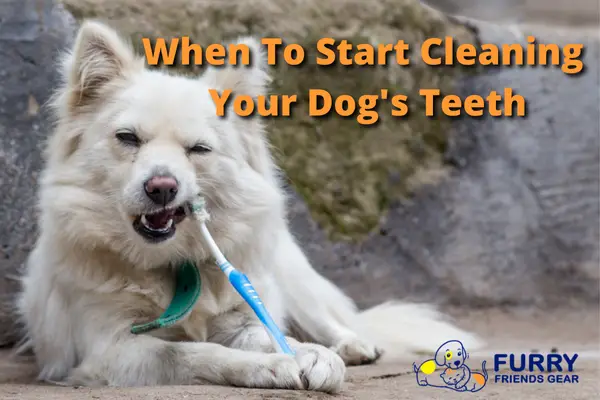 When To Start Cleaning Your Dog's Teeth