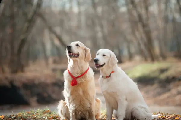 are golden retrievers smart