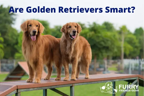 are golden retrievers smart