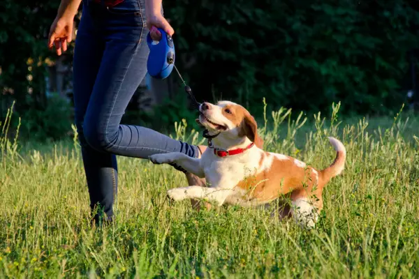 beagle puppy playing with retractable leash