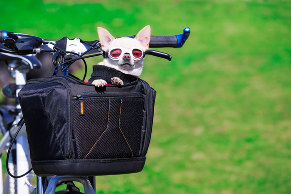 best dog bike baskets