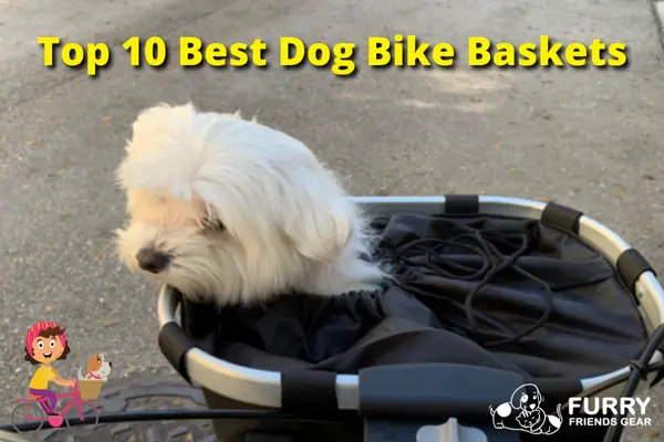 Best Dog Bike Baskets, Our Top 10 Picks for You