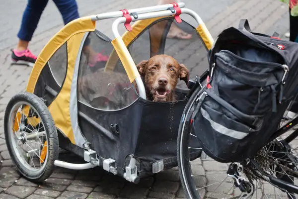 best dog bike trailer