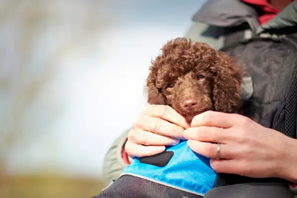 best dog carrier backpack