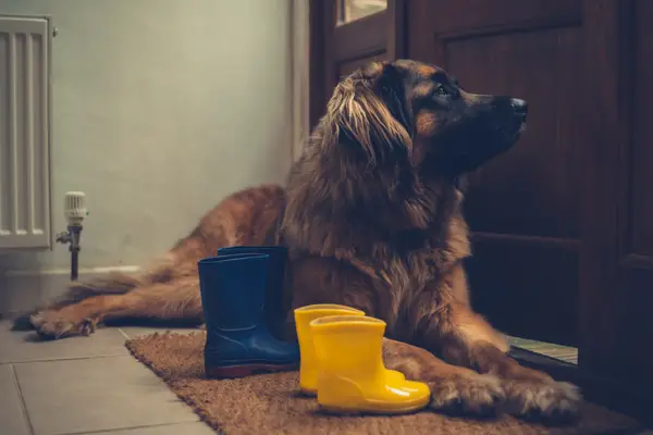 best doormats for dogs