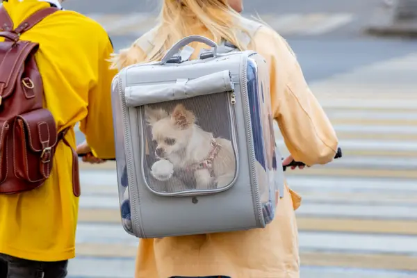 chihuahua in carrying backpack