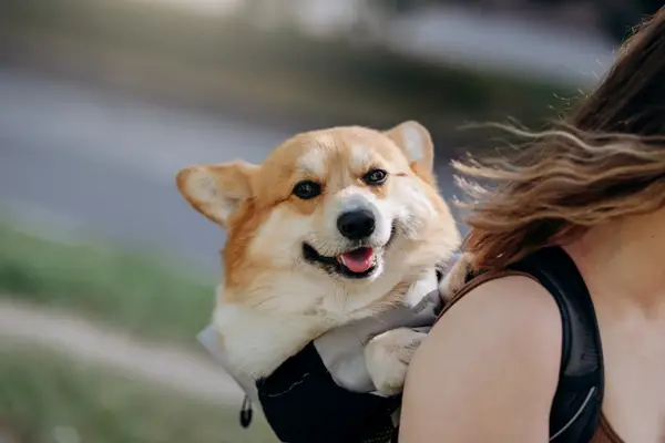 corgi in dog carrying backpack