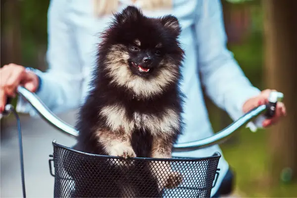 cute dog standing in bike basket