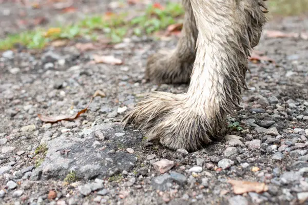 dirty paws on gravel