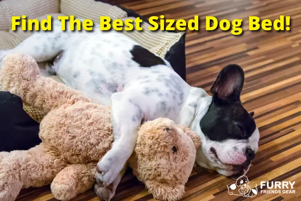 dog bed sizing