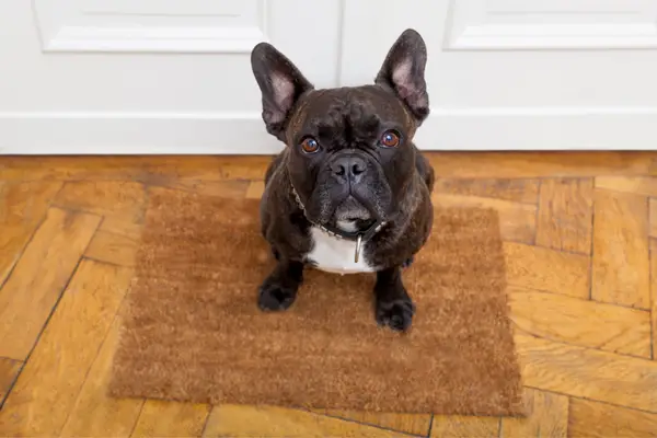 dog begging for walk on doormat