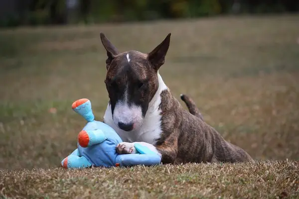 dog chewing toy on grass