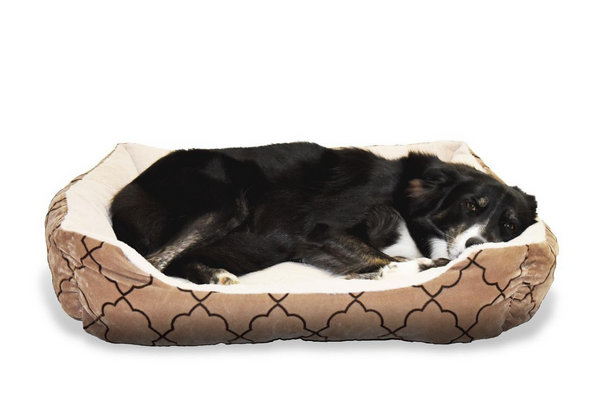 dog curled up in dog bed