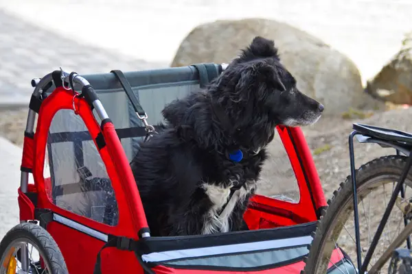 dog in red bike trailer