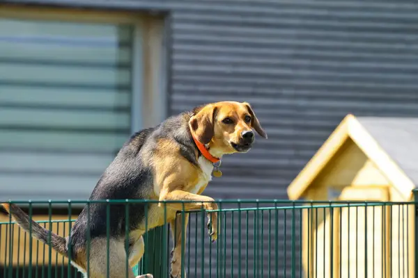 dog jumping over green playpen