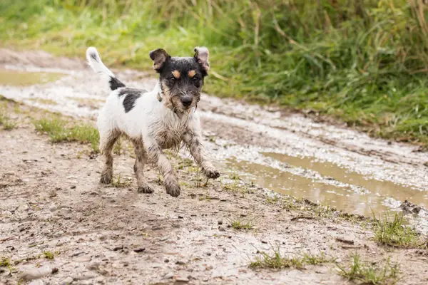 dog playing in mud