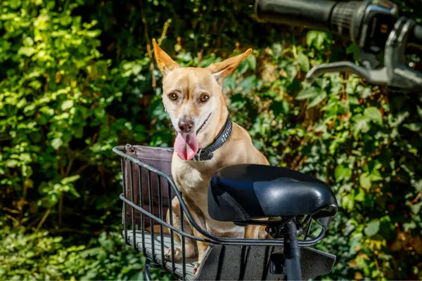 dog sitting in metal bike basket