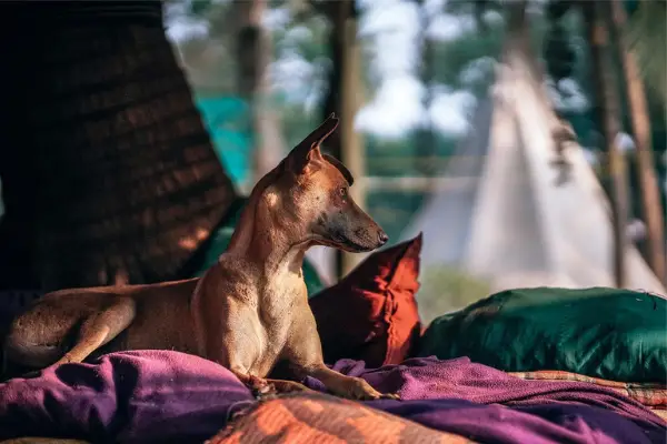 dog sitting with pillows and blankets in a forest