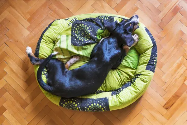 dog sleeping on a green dog bed