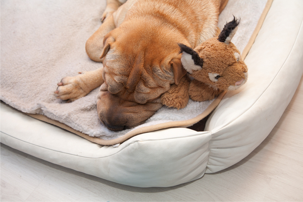 dog sleeping on dog bed with stuffed animal