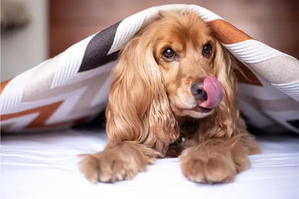 dog with tongue out under blanket